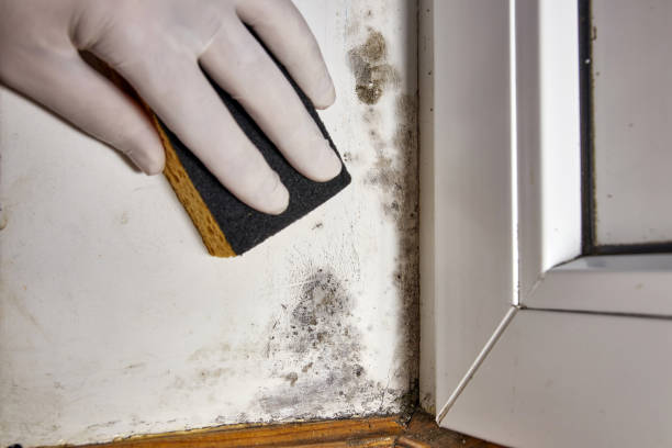 Best Mold Damage Restoration  in Sisseton, SD